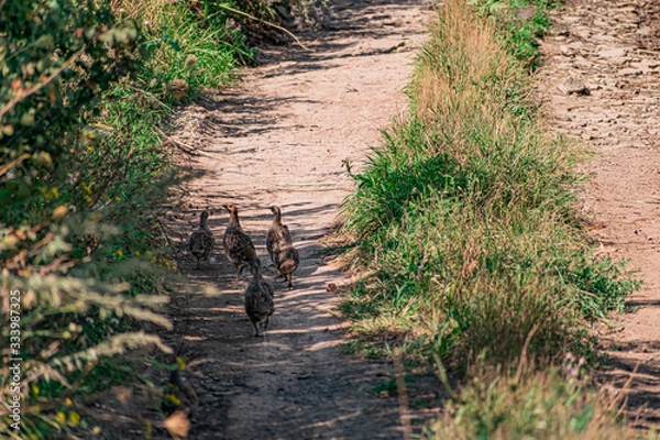 Fototapeta A small group of a few partridges runs right along a sandy path among green vegetation and dry grass. The bird's shy family moves in free conditions