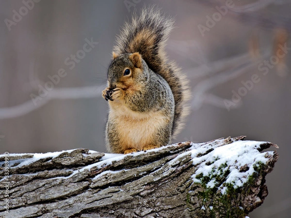 Obraz Squirrel
