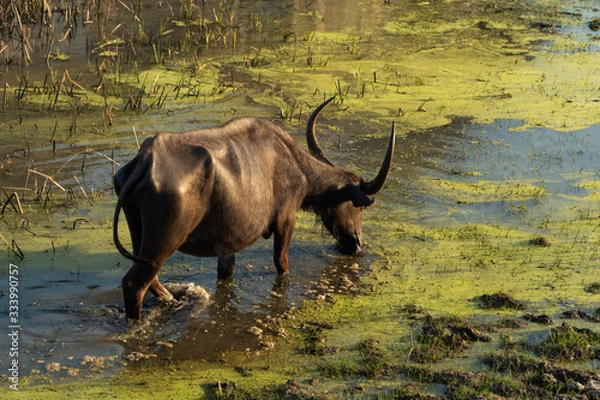 Obraz buffalo in field