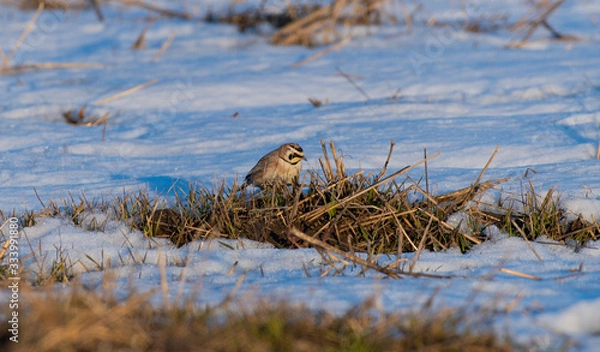 Obraz Horned Lark
