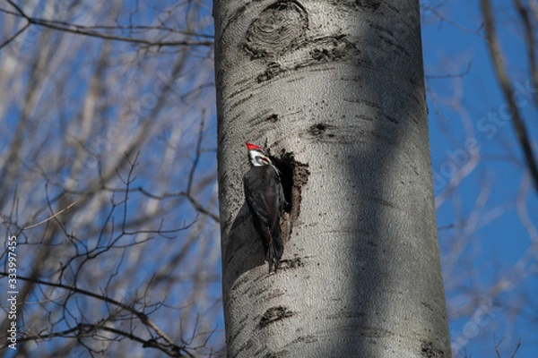 Obraz Pileated Woodpecker