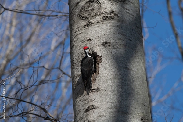 Obraz Pileated Woodpecker