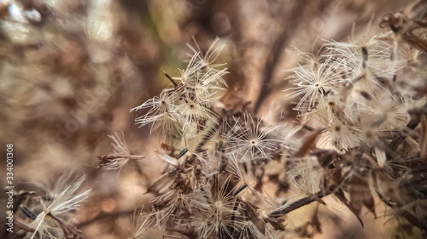 Obraz seeds of future