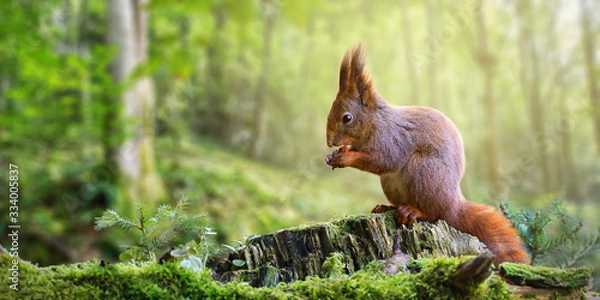 Fototapeta Śliczna czerwona wiewiórka, Sciurus vulgaris, jedzący orzechy w zielonym lesie źródlowym z przestrzenią kopiowania. Piękne dzikie zwierzę z długimi uszami i puszystym karmieniem ogonowym w naturze. Szeroki panoramiczny sztandar ssaka.