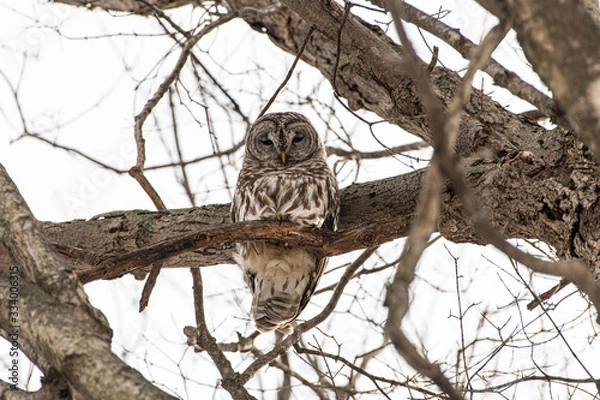 Obraz Barred Owl