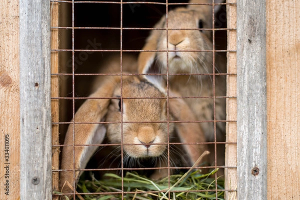Obraz two rabbits in a cage
