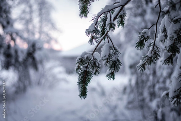 Obraz tree branch in the snow