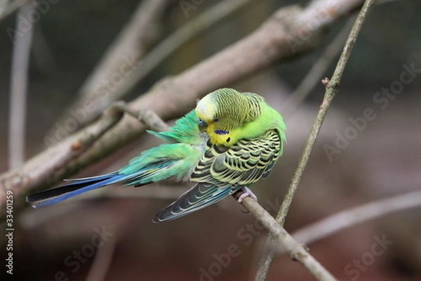 Fototapeta Wellensittich