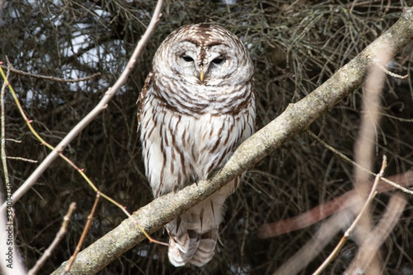Obraz  Barred Owl