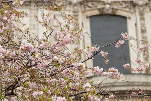 Fototapeta Blossom in St Pauls 11
