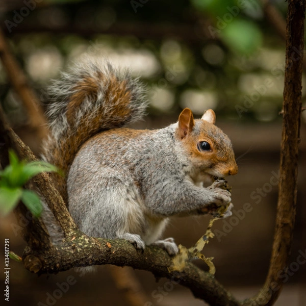 Fototapeta Squirrel on branch eating