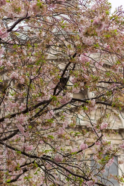 Fototapeta Blossom in St Pauls 5