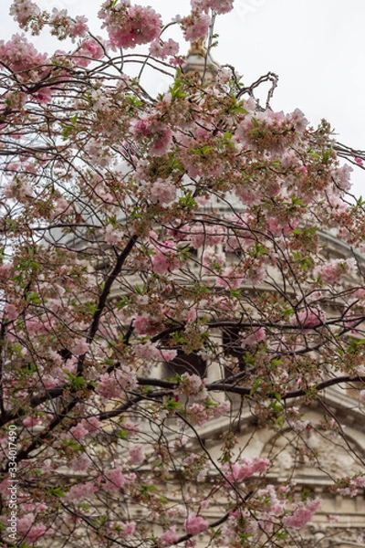 Fototapeta Blossom in St Pauls
