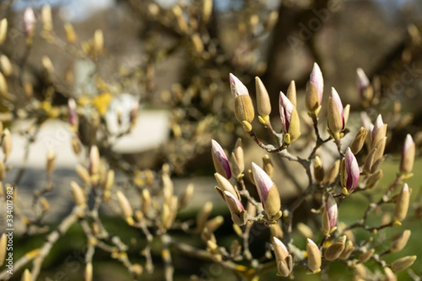 Fototapeta Magnolia tree. Magnolia buds. Magnolia tree branch with flower buds
