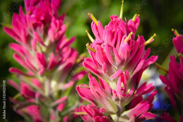 Obraz Prairie Paintbrush Macro
