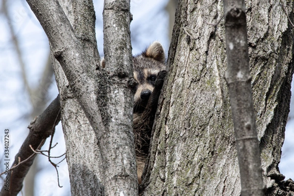 Obraz Curious Raccoon