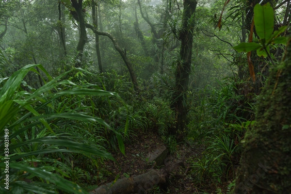 Obraz Views to dense jungle while descending Rajabasa Volcano in South Sumatra