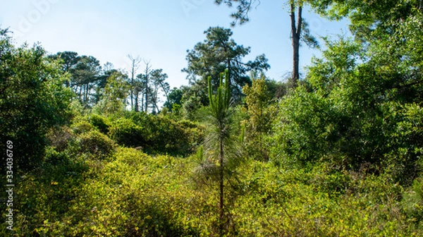 Obraz trees in the forest