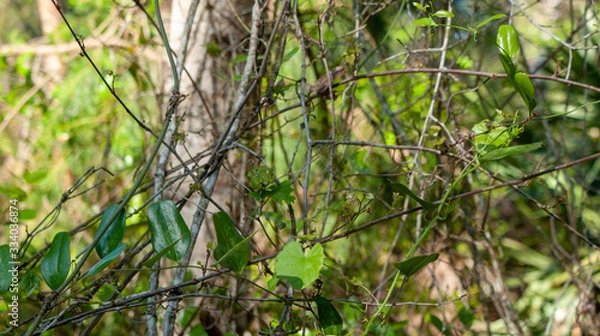 Obraz Leaves on a vine