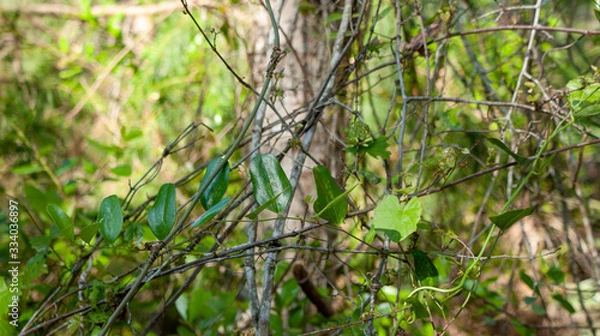 Obraz  Leaves on a vine (2)