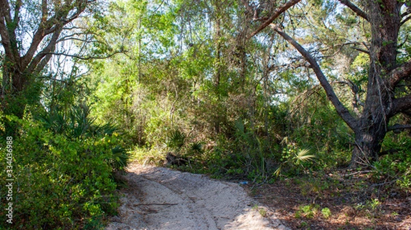 Obraz path in the forest