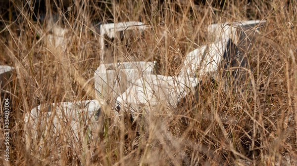 Obraz dry grass in the wind