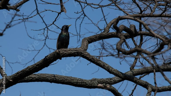 Fototapeta starling
