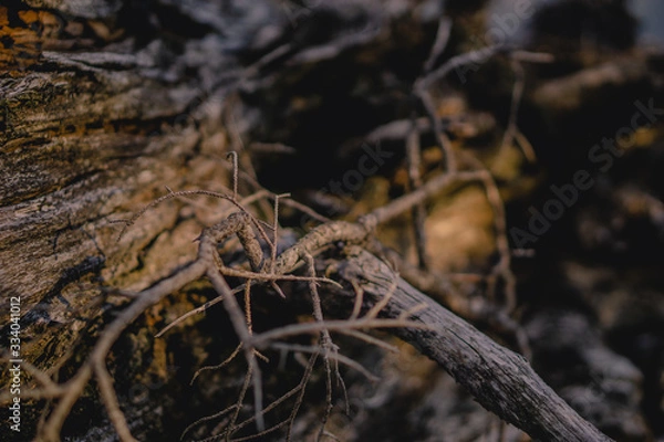 Obraz Äste einer Latschenkiefer oder Bergkiefer