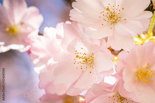 Obraz Pink spring flowering tree plum cherry