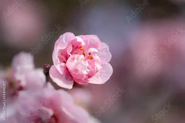 Fototapeta Pink spring flowering tree plum cherry