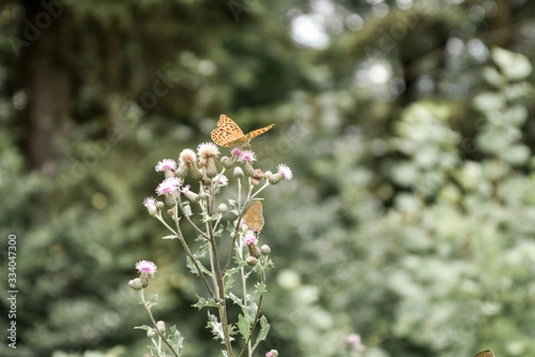 Obraz butterfly on a flower