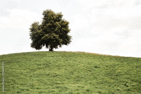 Obraz tree in a field