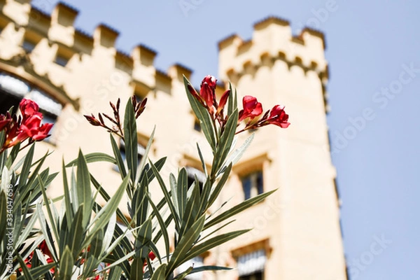 Obraz flowers before a castle