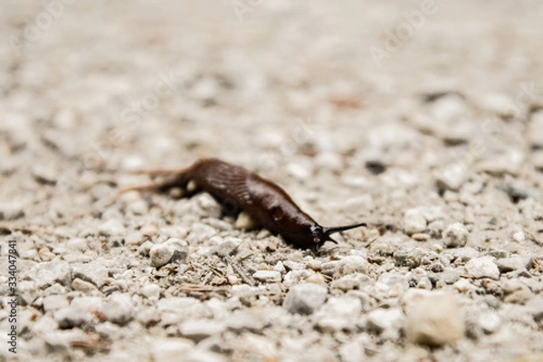 Obraz slug