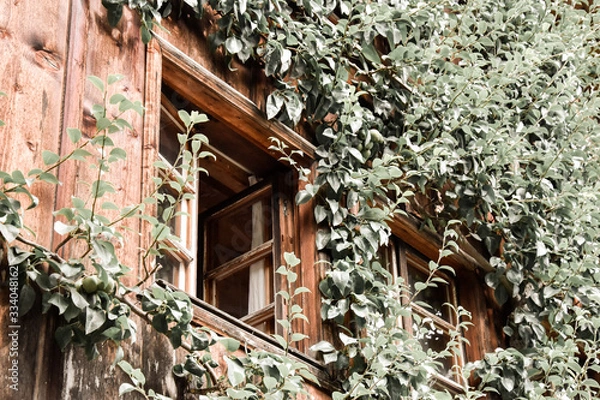 Obraz vine covered window in a house