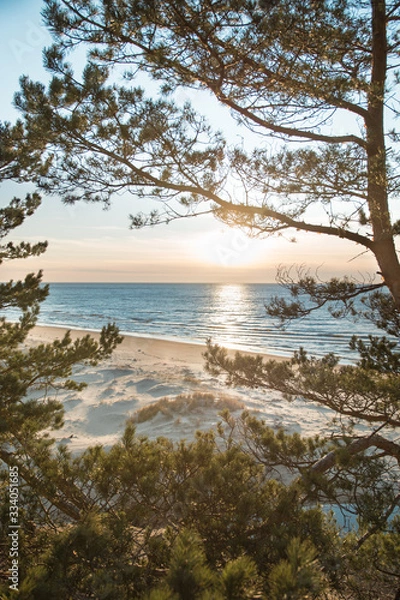 Fototapeta thought the trees