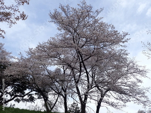 Fototapeta コロナ自粛中の東京の満開の桜