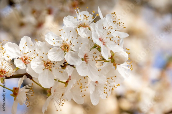 Fototapeta White spring flowering tree blossom cherry plum serviceberry