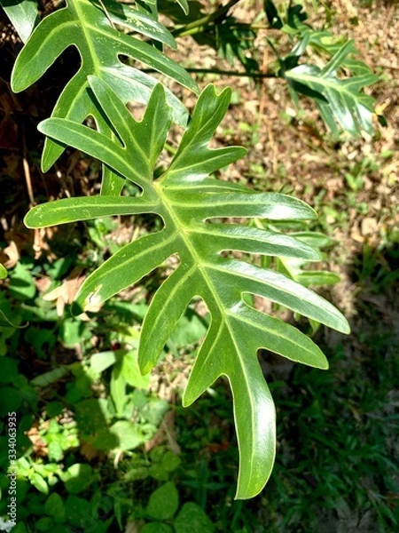 Fototapeta close up big green leaf with sun light