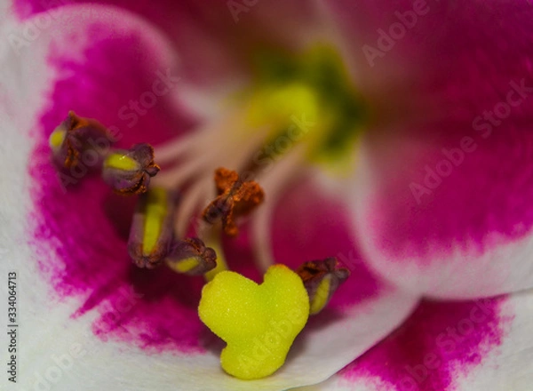 Obraz Flower Close Up