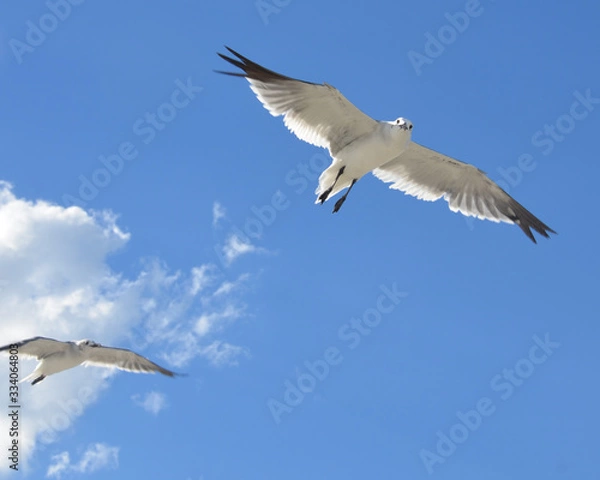 Obraz seagull in flight