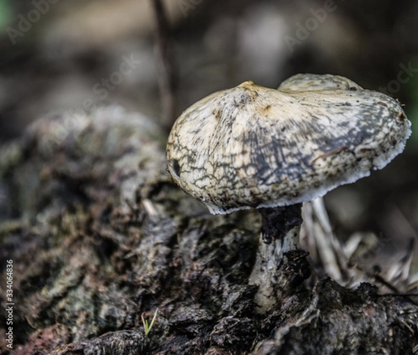 Obraz mushroom on ground