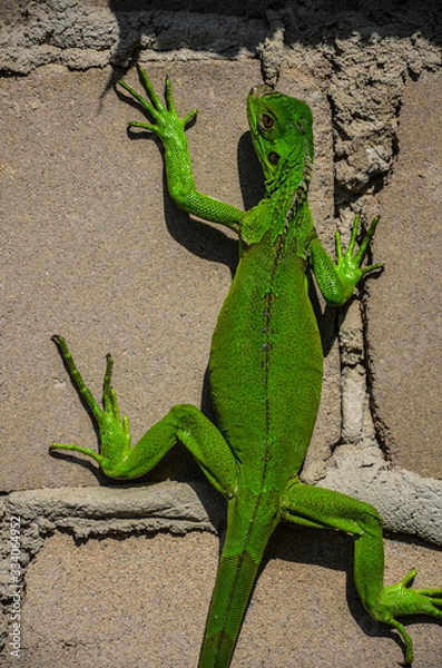 Obraz Green Iguana