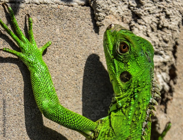 Obraz Green Iguana