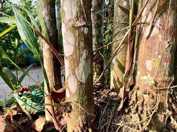Fototapeta close up palm root with green moss in sunrise