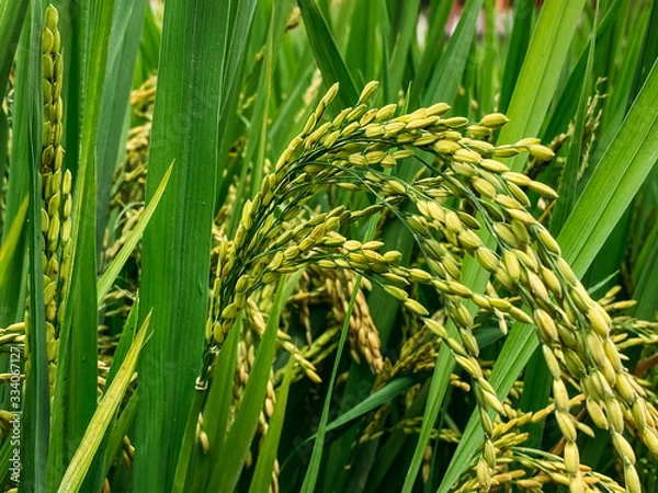 Obraz Rice field, green rice sprouts in the meadow. Rice close up.