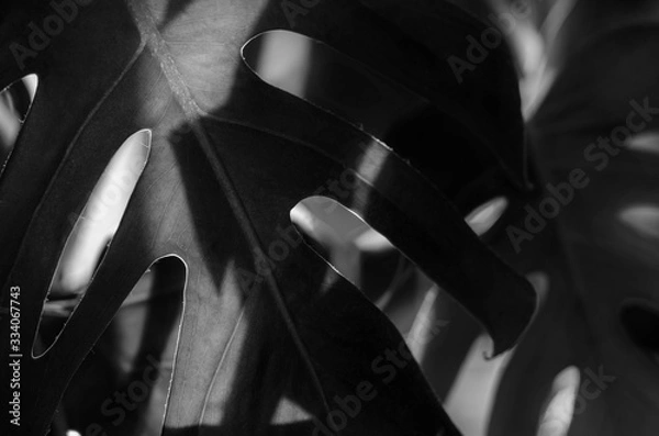 Obraz black and white Leaf