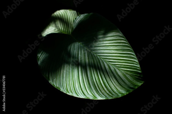 Obraz abstract green leaf