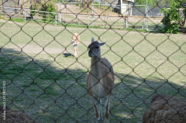 Obraz lama in zoo