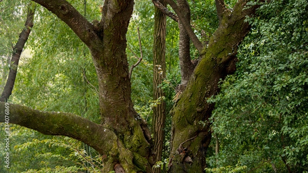 Fototapeta 静かな春の森の風景
